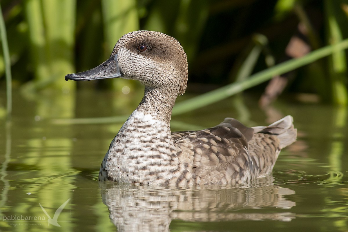 Marbled Duck - ML194860451