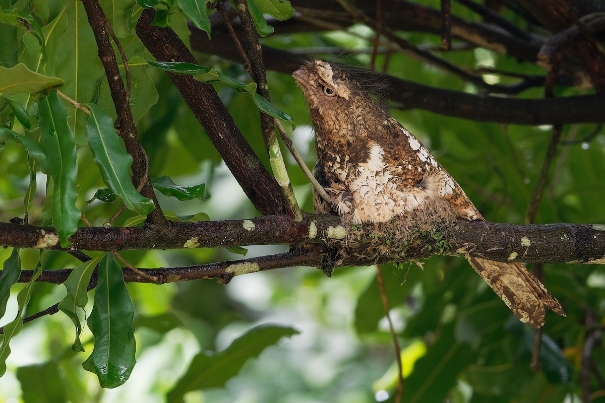 Hodgson's Frogmouth - Vincent Wang