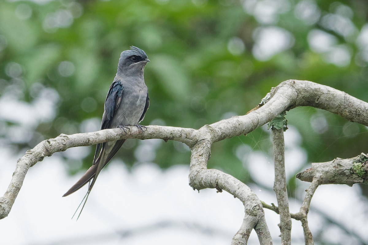 Crested Treeswift - Vincent Wang