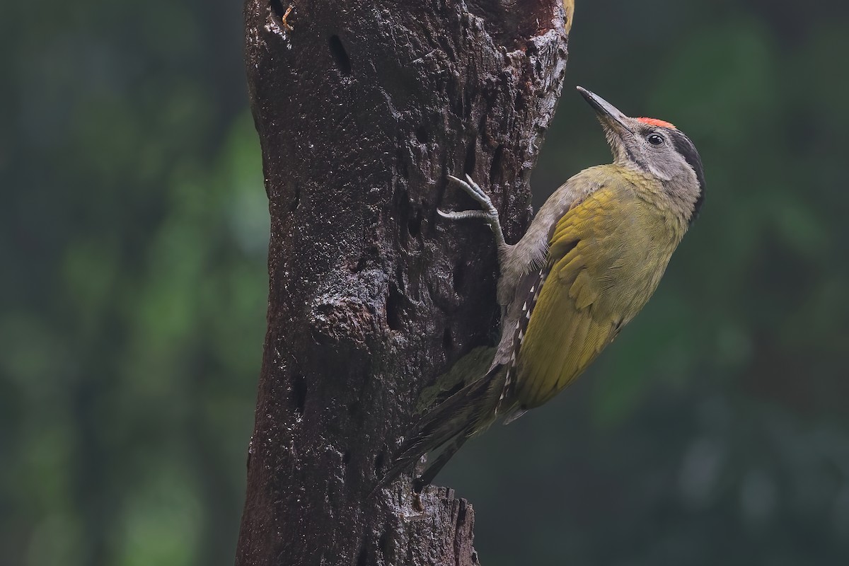 Gray-headed Woodpecker (Black-naped) - Vincent Wang
