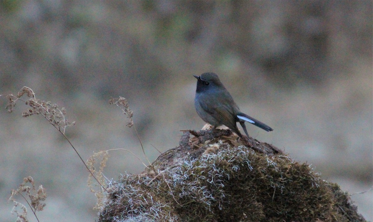 Rufous-gorgeted Flycatcher - ML194862741