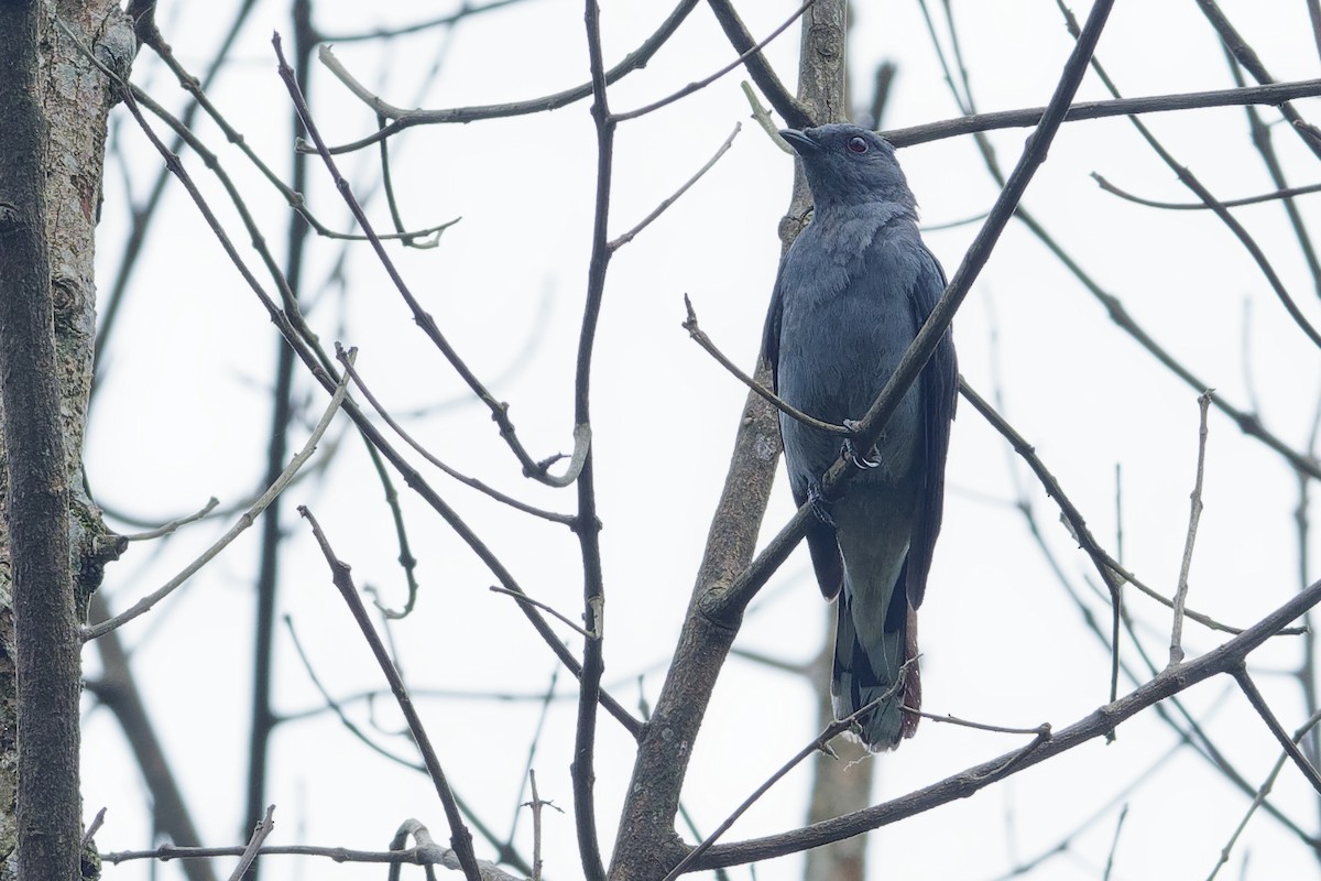 Black-winged Cuckooshrike - ML194862761