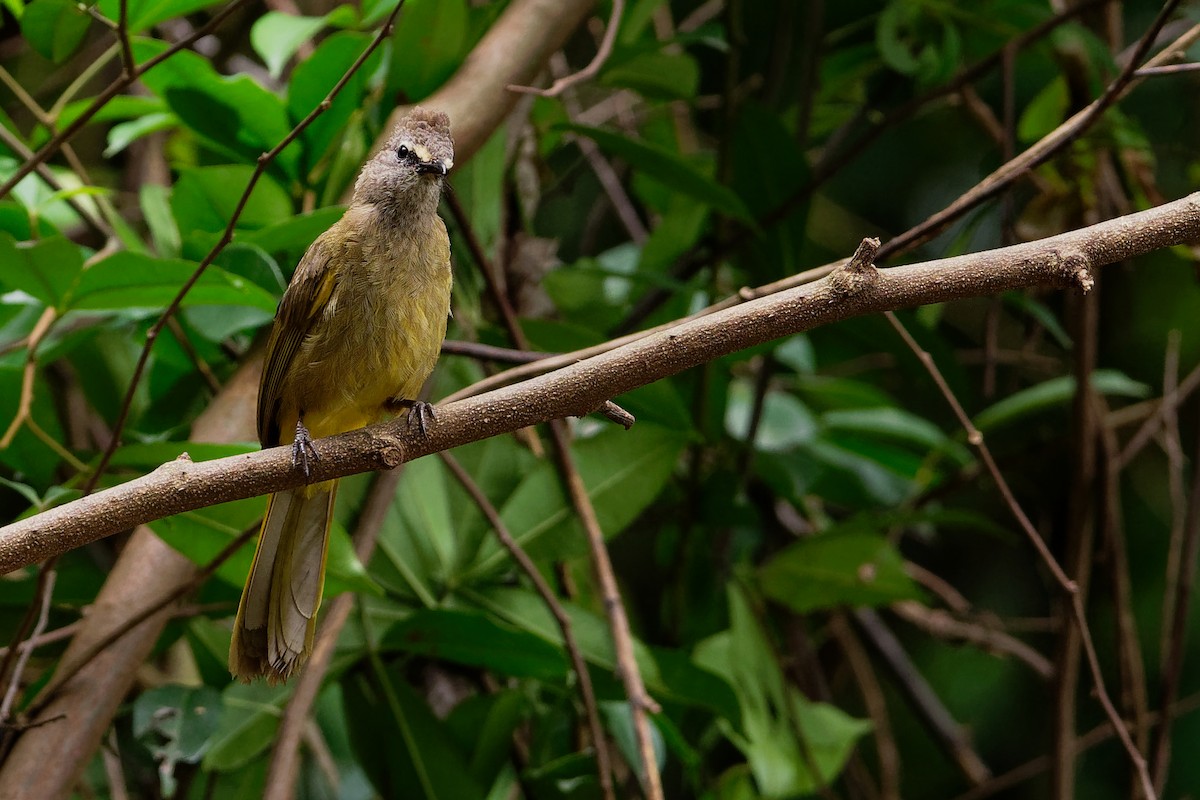 Flavescent Bulbul - Vincent Wang