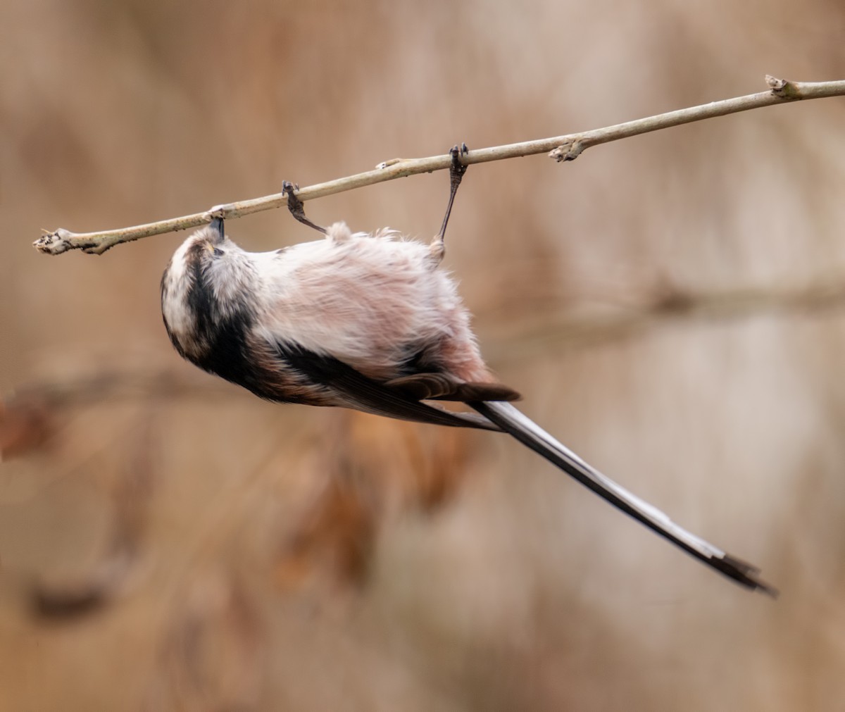 Long-tailed Tit - ML194862891