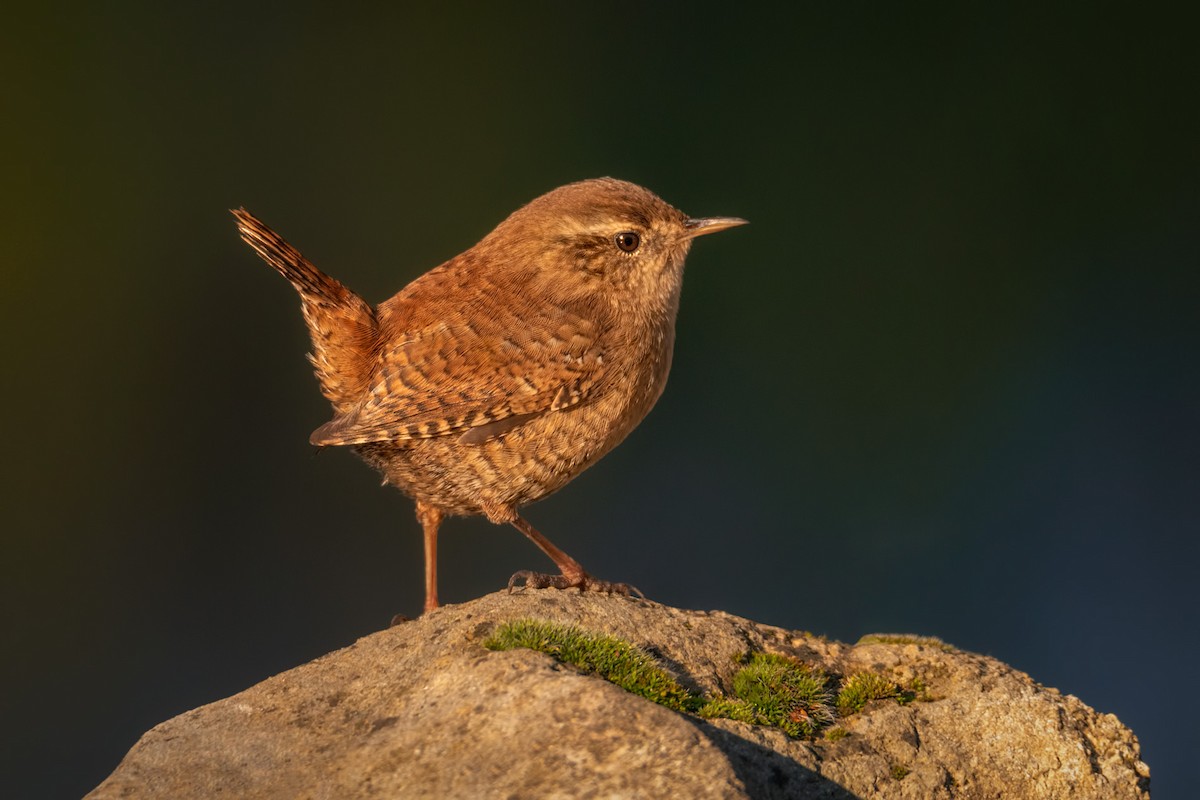 Eurasian Wren - ML194862971