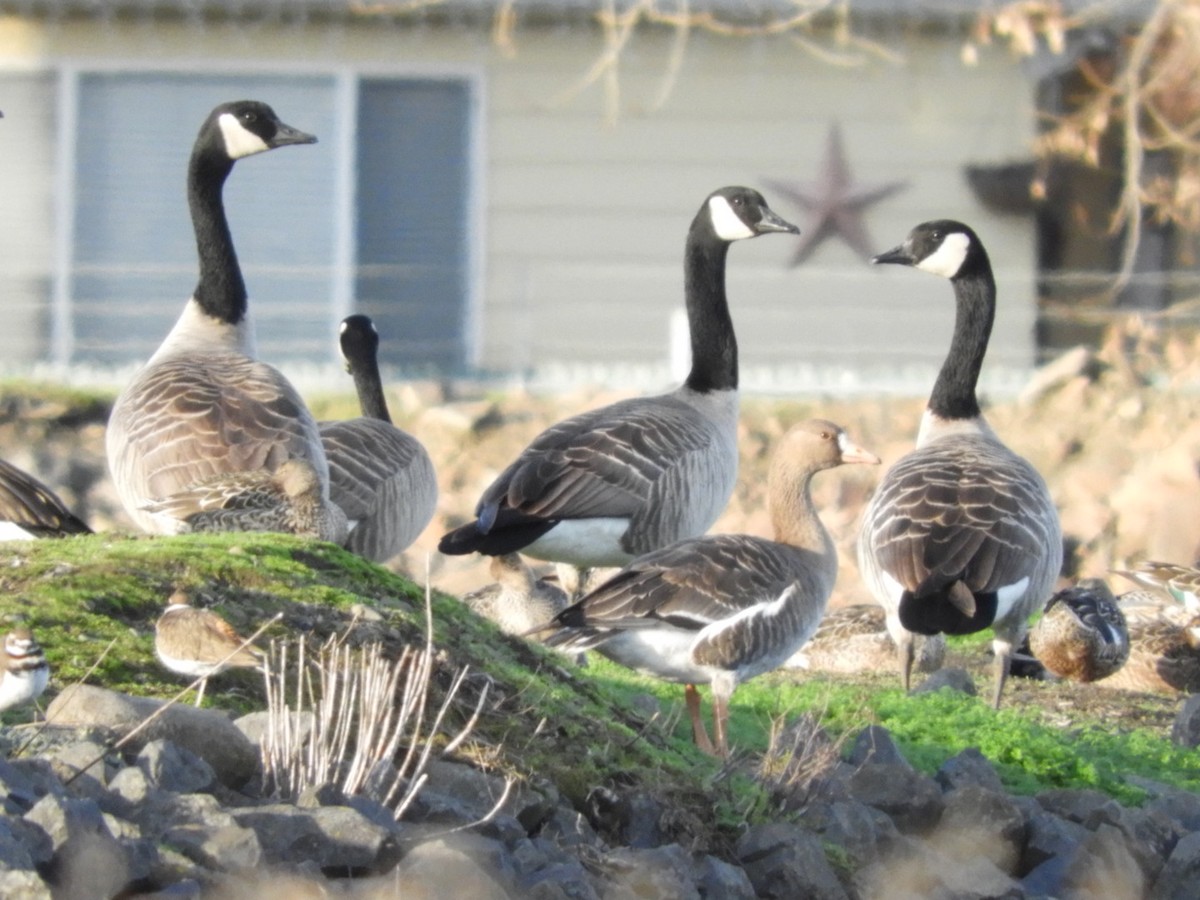 Greater White-fronted Goose - ML194863011