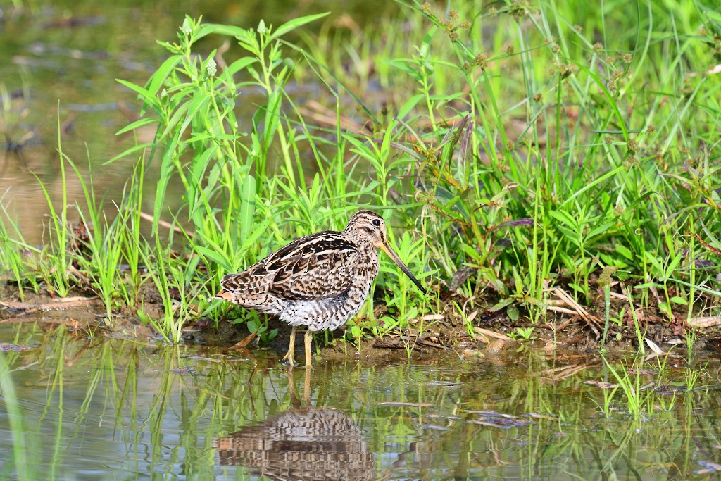 Common Snipe - ML194863121