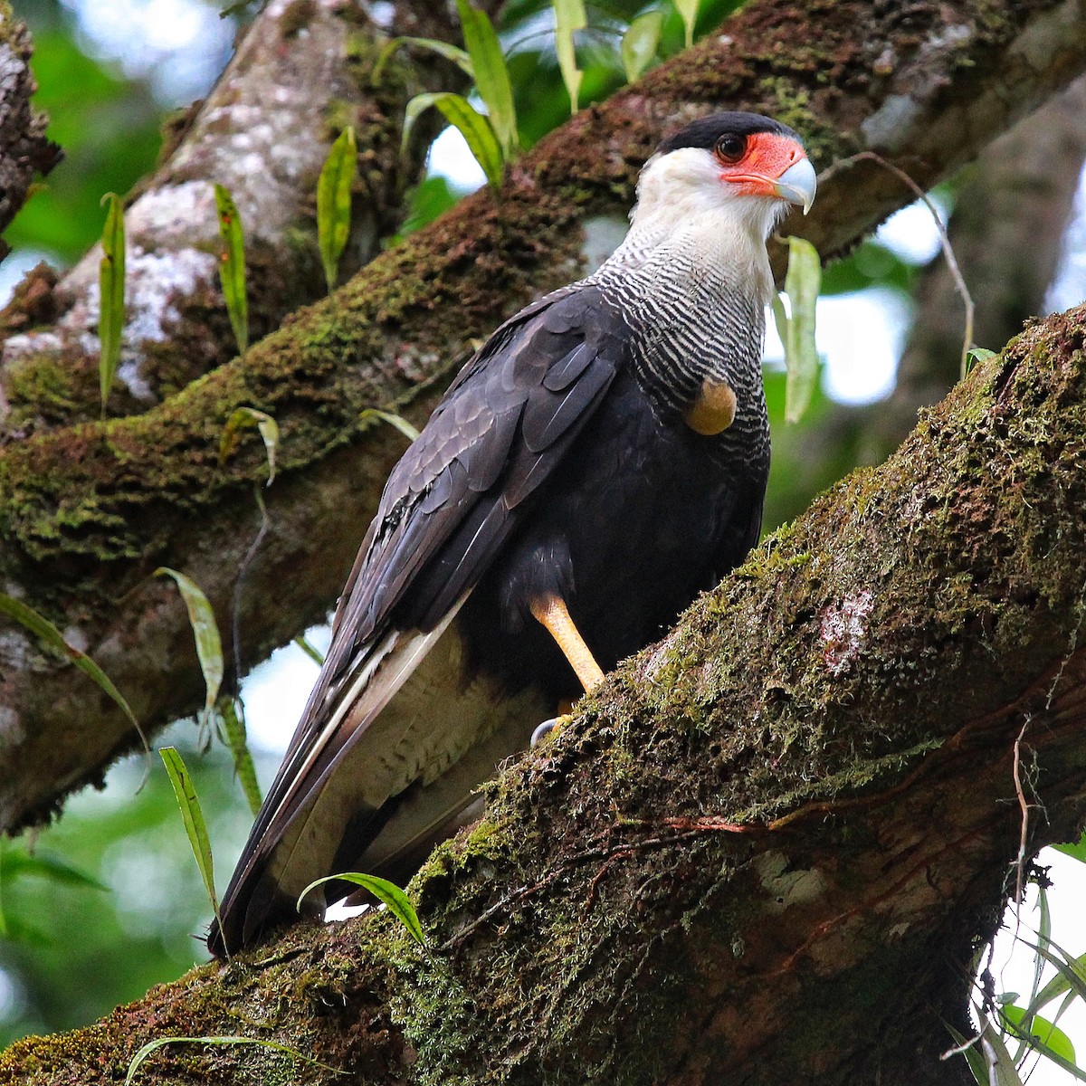 Crested Caracara (Southern) - ML194863871