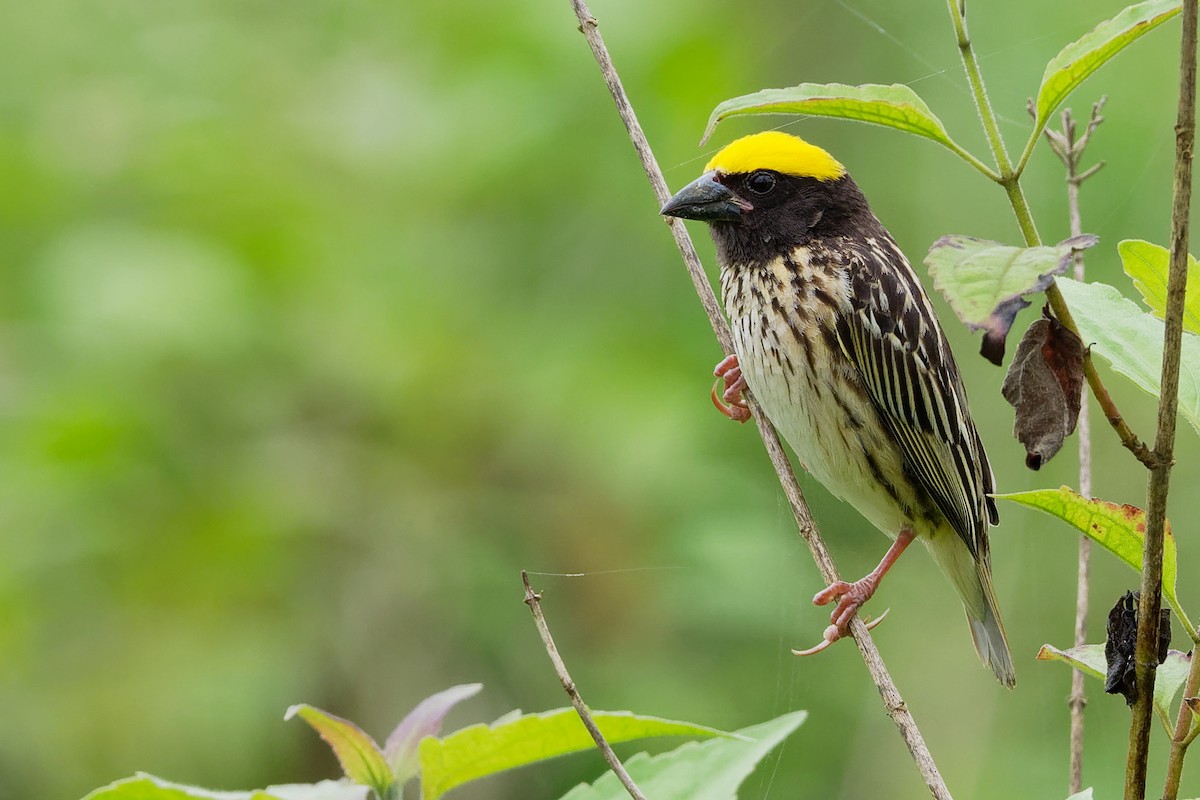 Streaked Weaver - Vincent Wang
