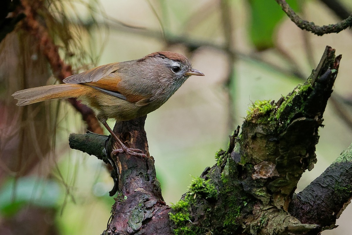 Spectacled Fulvetta - Vincent Wang