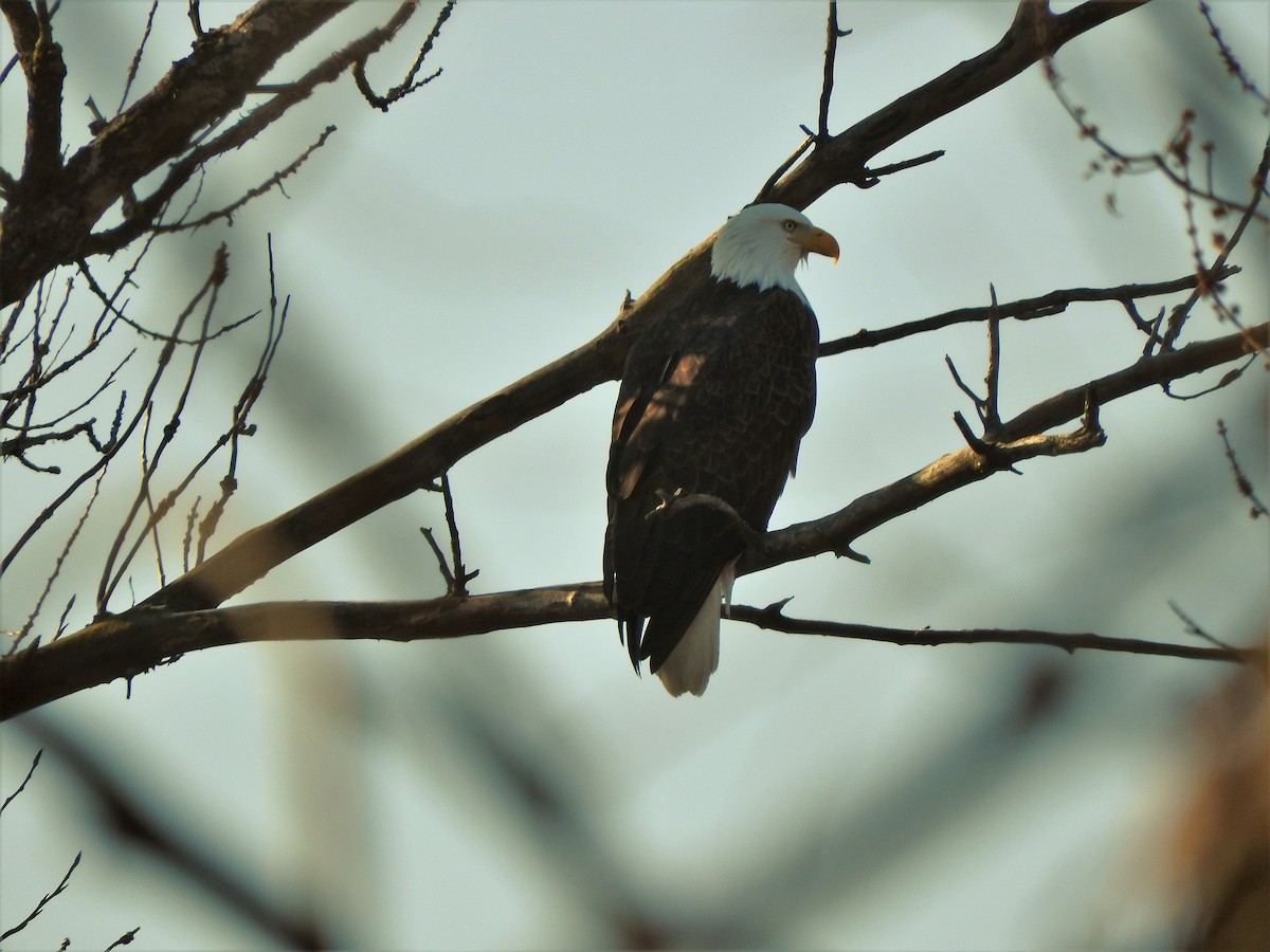 Bald Eagle - ML194865731