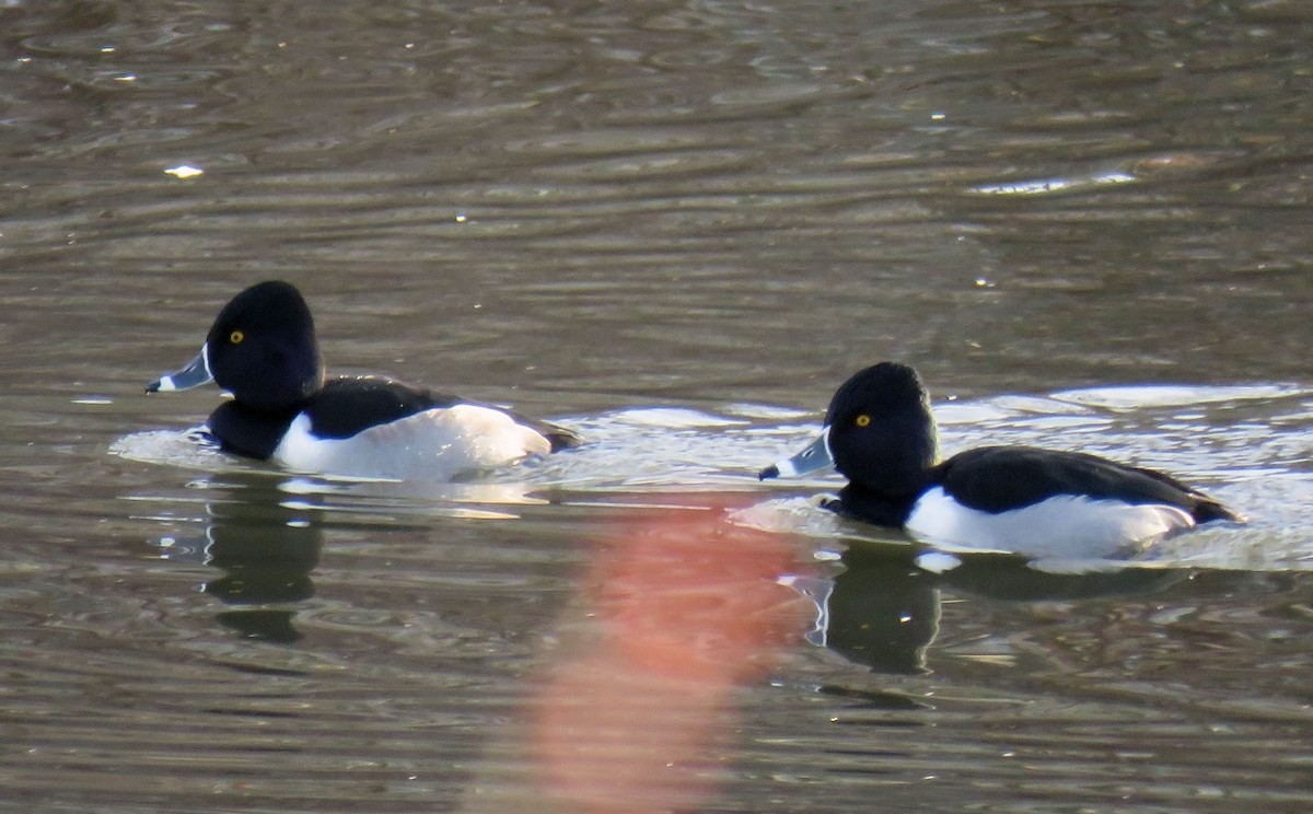 Ring-necked Duck - Toby Hardwick