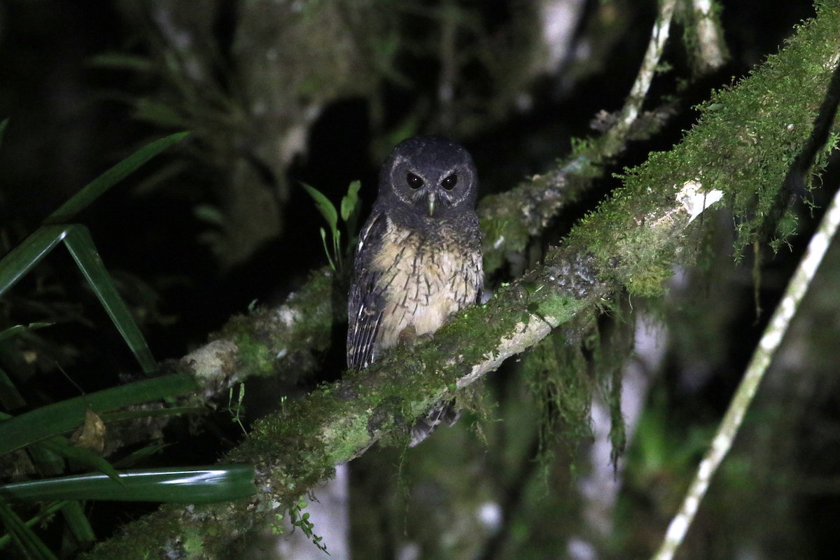 Mottled Owl (Mottled) - ML194867931