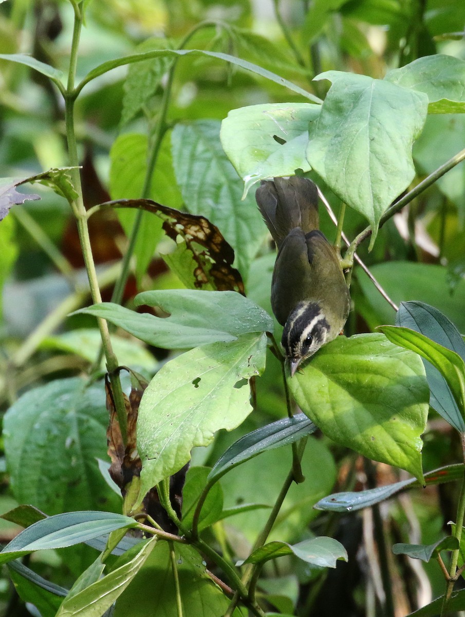 Dreistreifen-Waldsänger (auricularis) - ML194868761