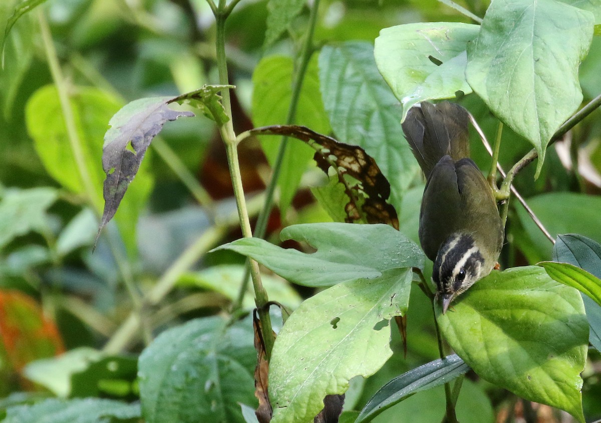 Three-striped Warbler (auricularis) - ML194868781