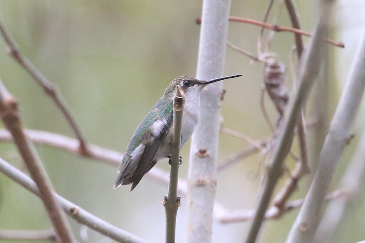 Ruby-throated Hummingbird - Bob Friedrichs