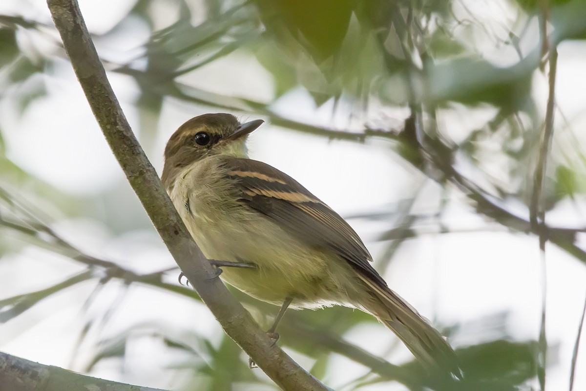 Fuscous Flycatcher - ML194870341