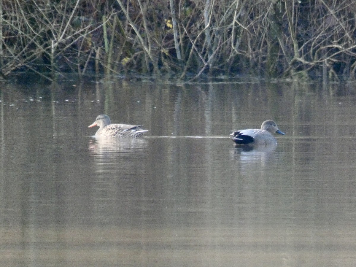 Gadwall (Common) - ML194871201