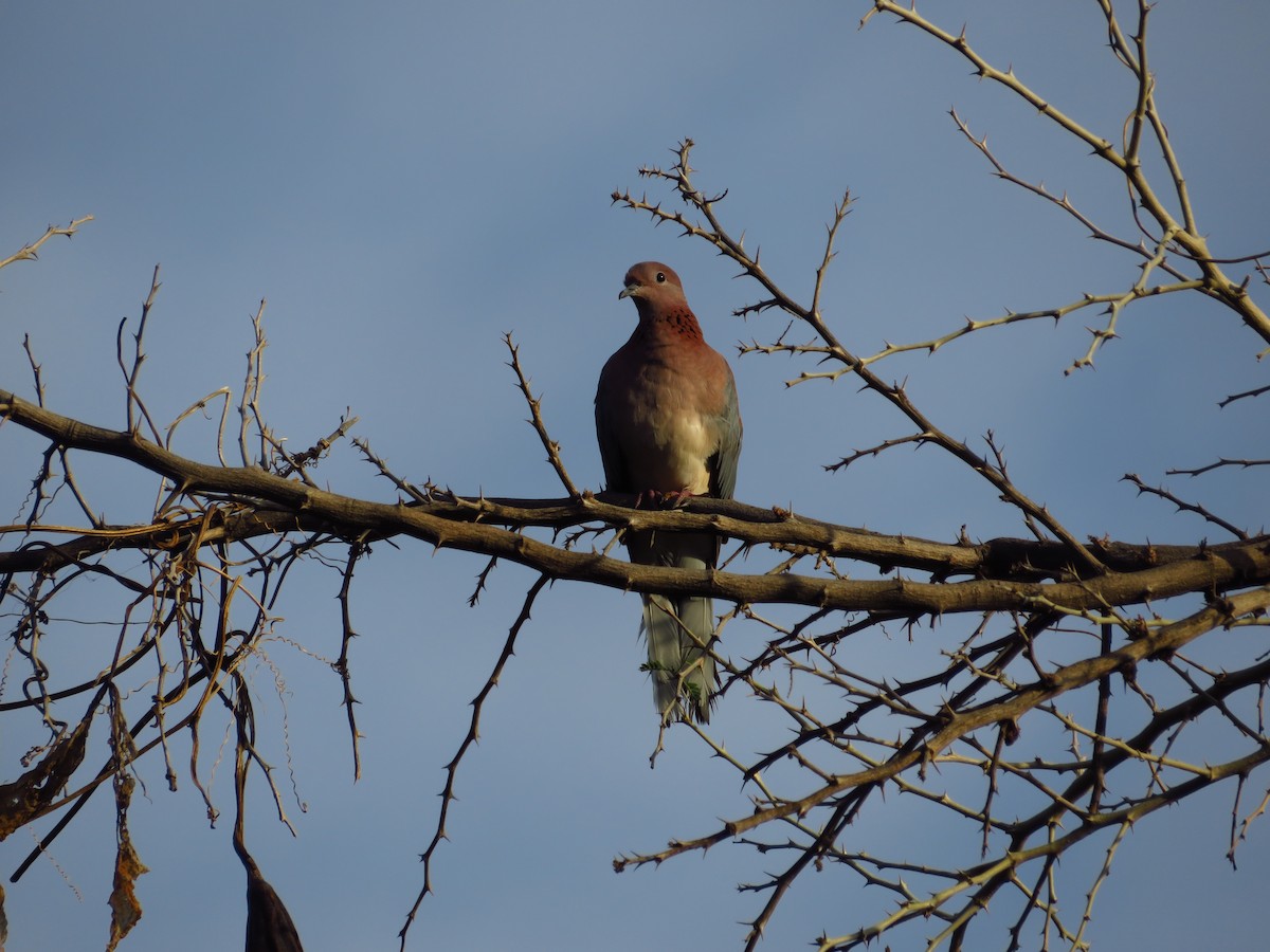 Laughing Dove - Caroline Tyler