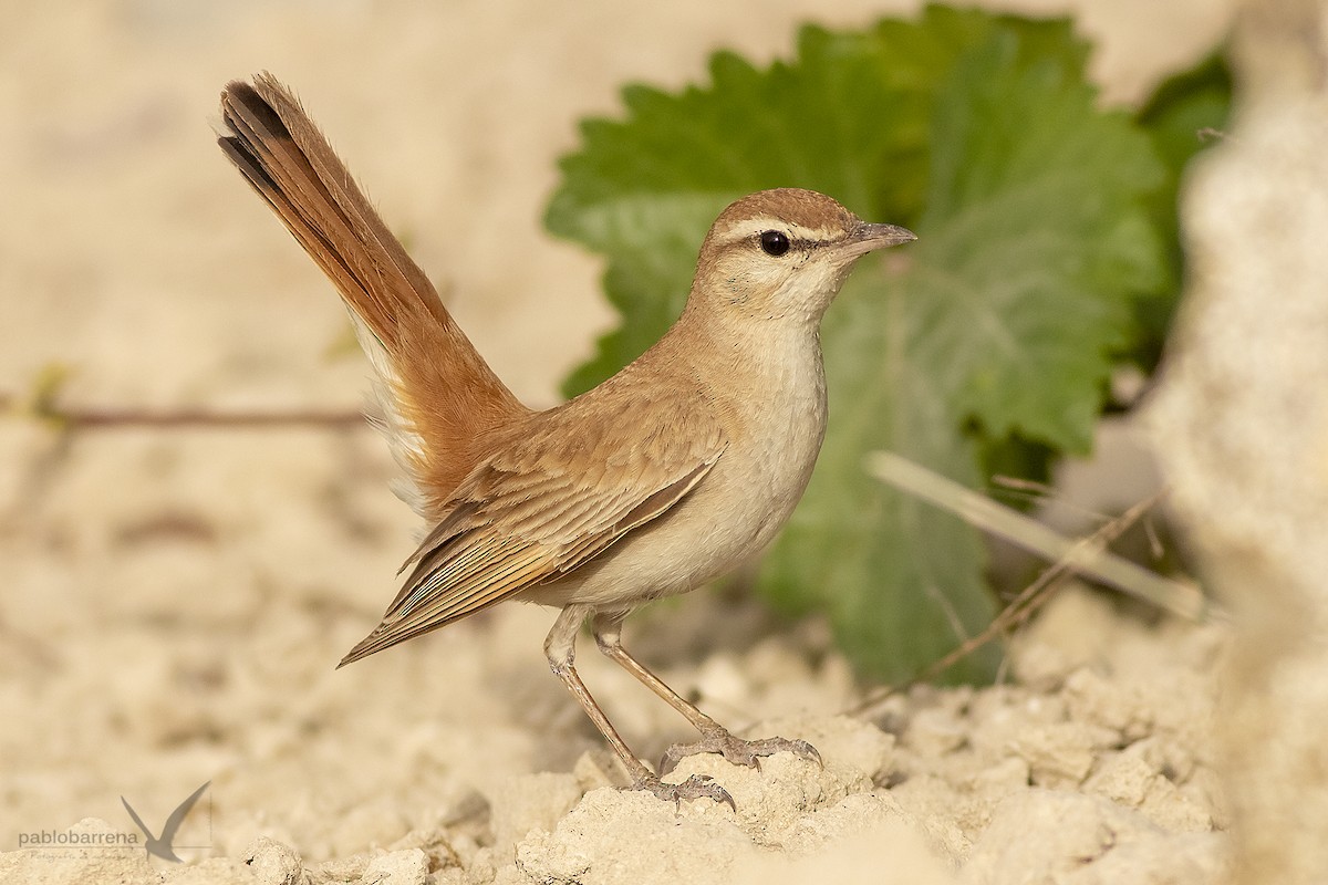 Rufous-tailed Scrub-Robin - Pablo Barrena