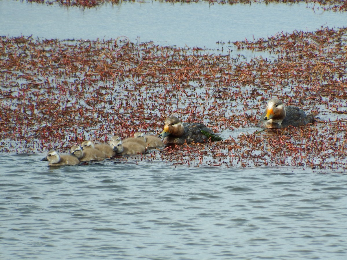 patagoniaskovleand - ML194874311