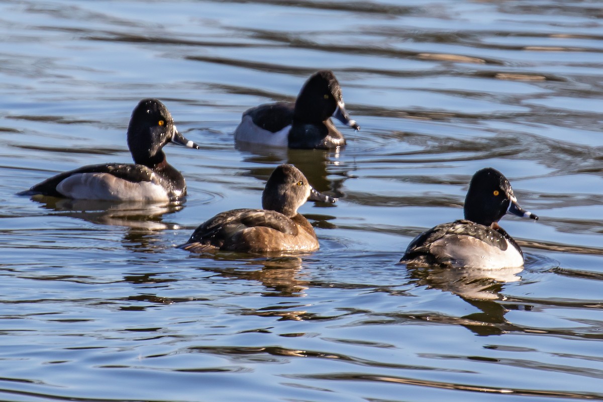 Ring-necked Duck - Chris S. Wood