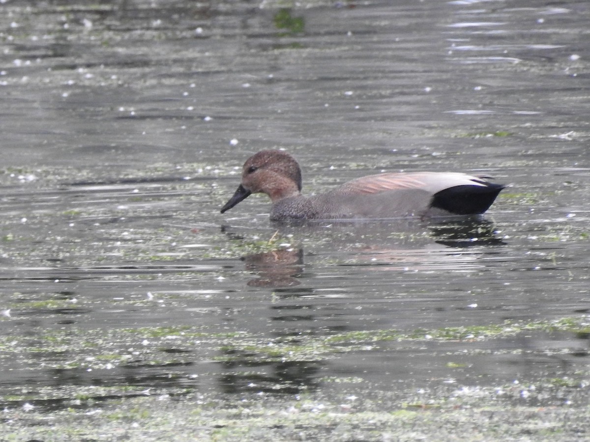 Gadwall - Ron Marek