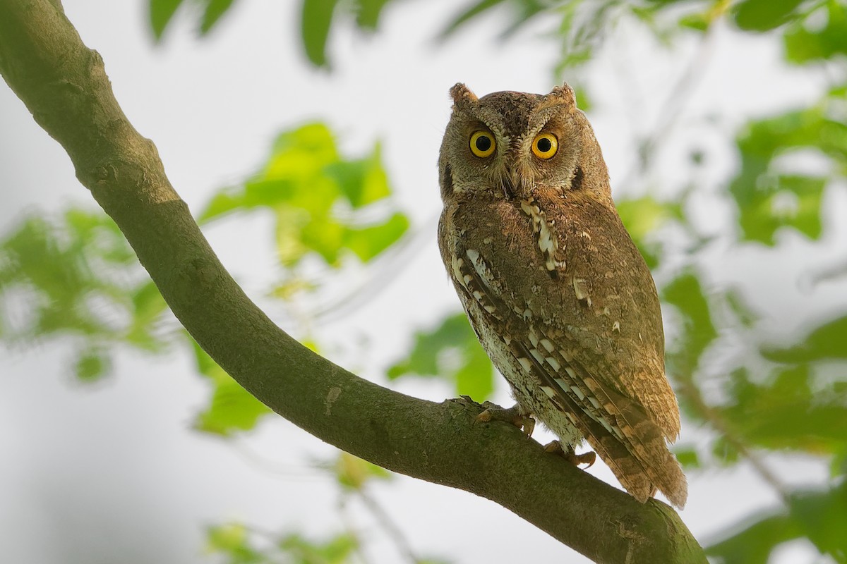 Oriental Scops-Owl - ML194878031