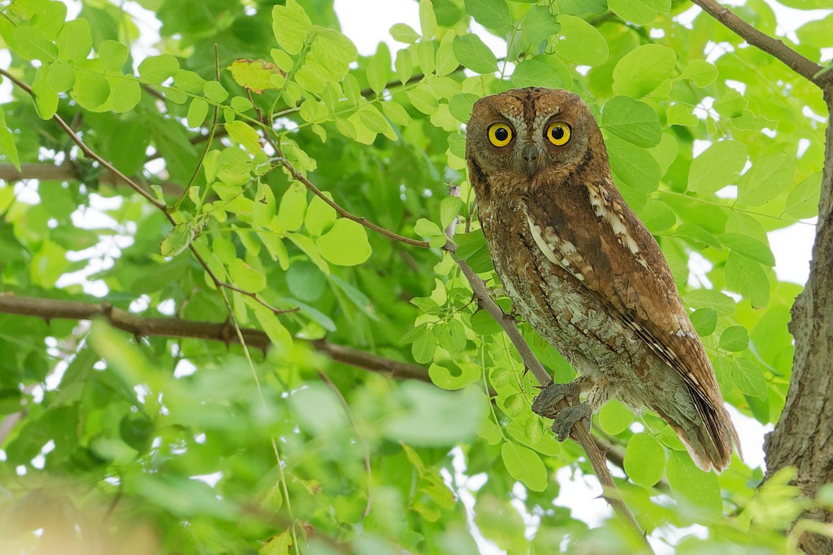 Oriental Scops-Owl - Vincent Wang
