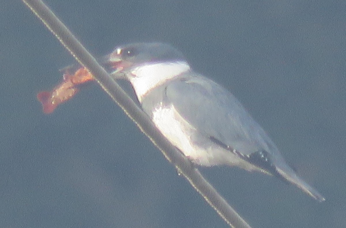 Belted Kingfisher - ML194879401