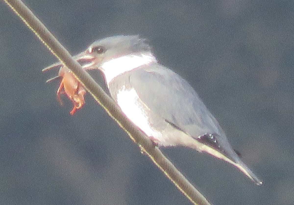 Belted Kingfisher - ML194879481