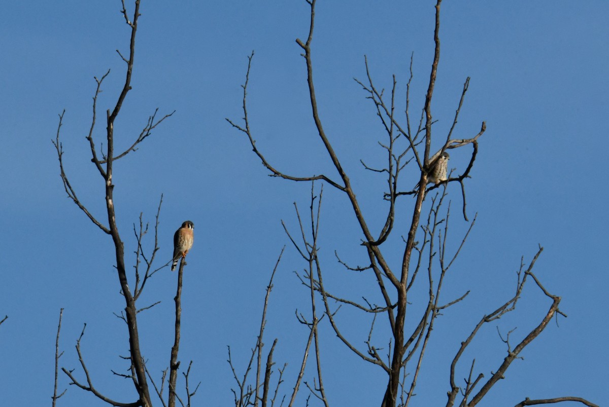 American Kestrel - ML194880171