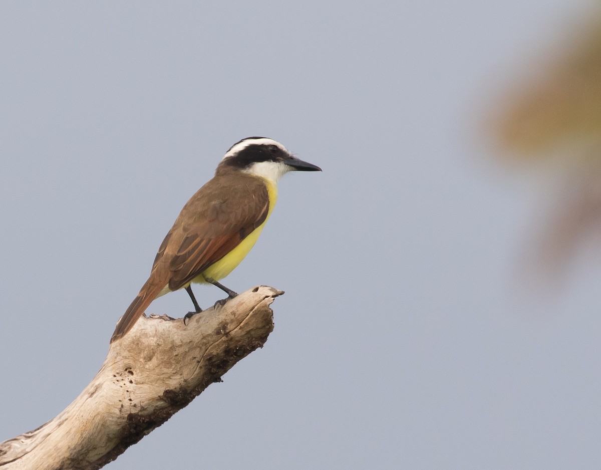 Great Kiskadee - Ian Burgess