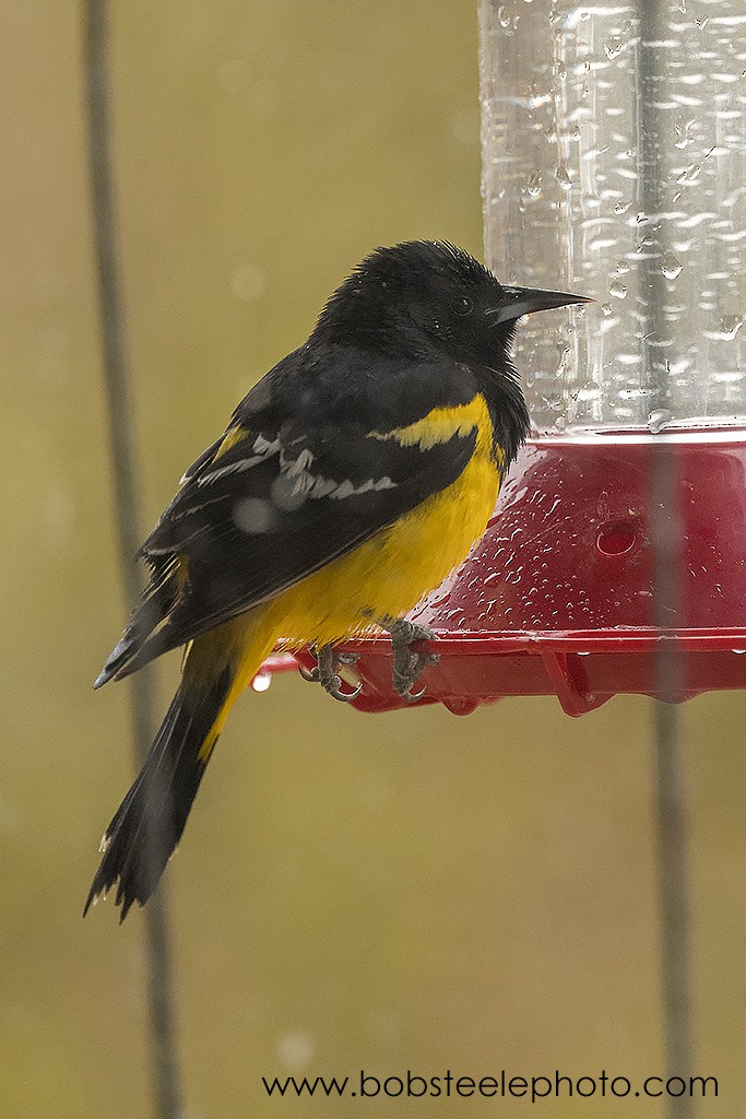 Scott's Oriole - ML194880541