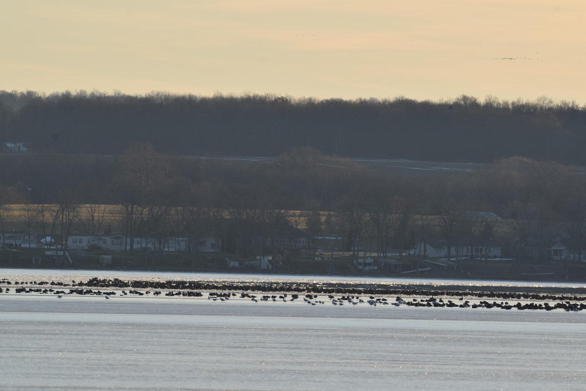 Canada Goose - ML194880611