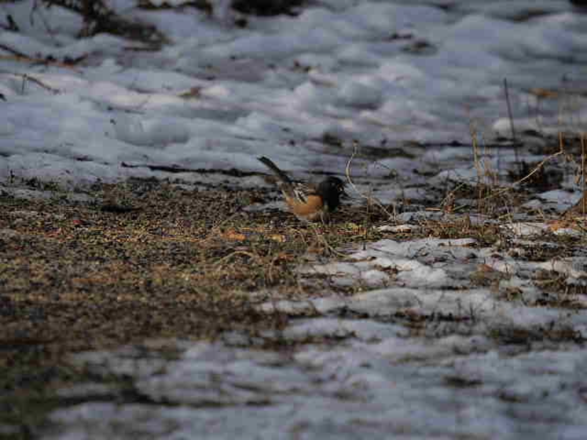 Spotted Towhee - ML194886061
