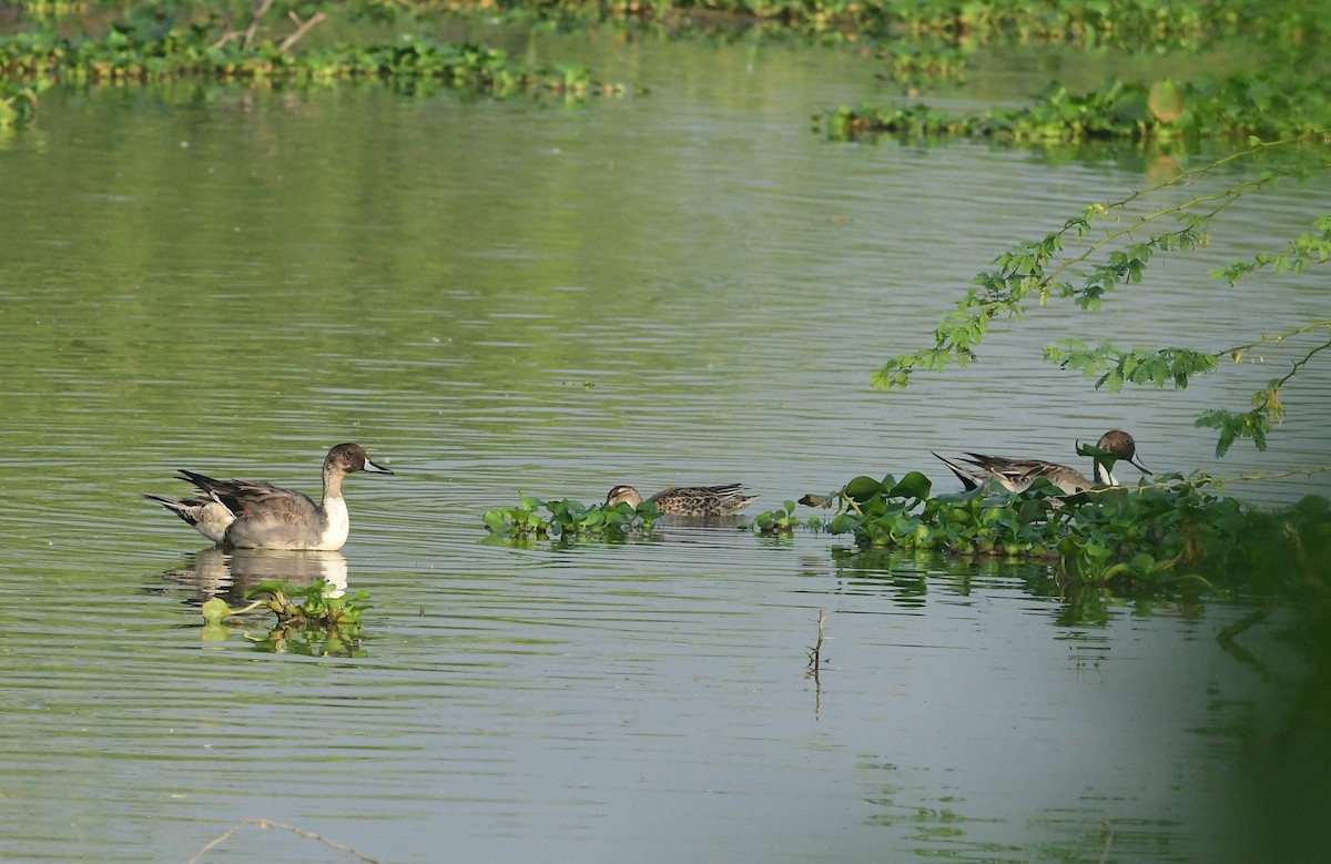 Northern Pintail - ML194886431