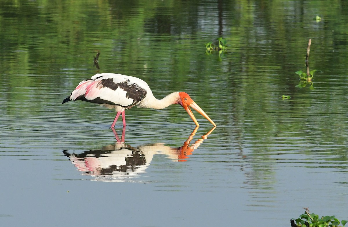 Painted Stork - ML194887061