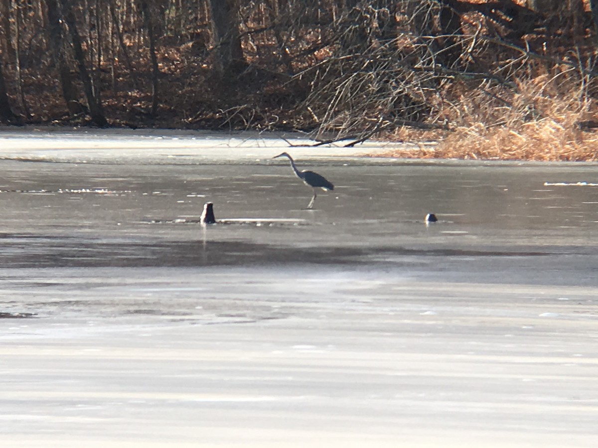 Great Blue Heron - ML194887141