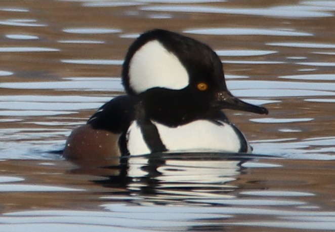 Hooded Merganser - ML194887281