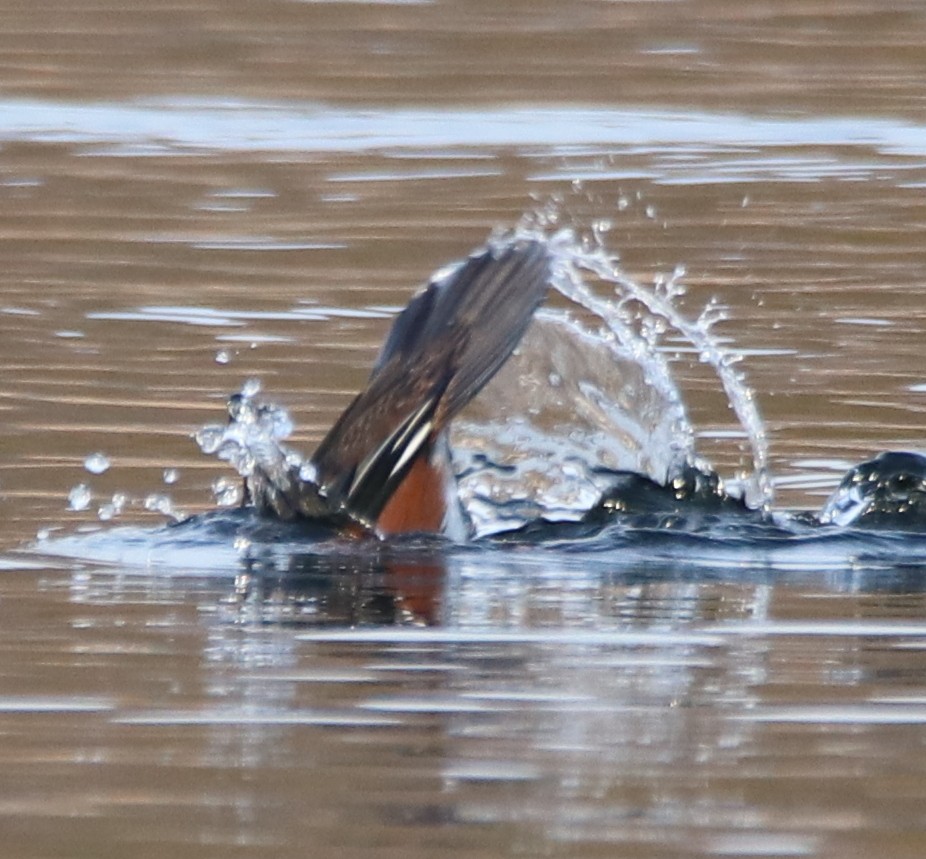 Hooded Merganser - ML194887301
