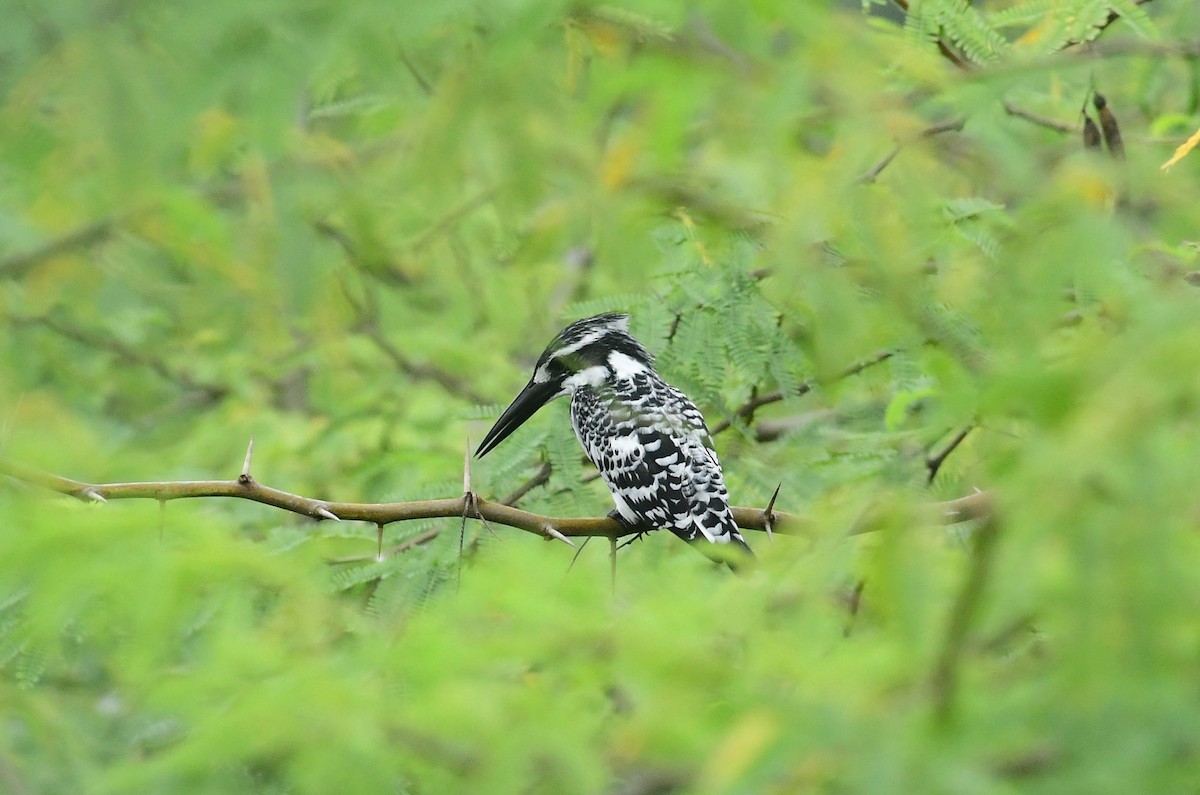 Pied Kingfisher - Nature Society of Tirupur Tirupur