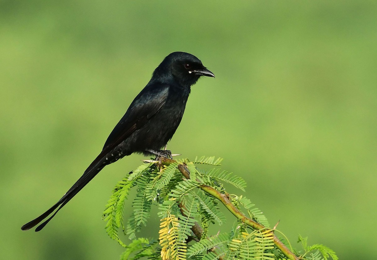 Black Drongo - Nature Society of Tirupur Tirupur