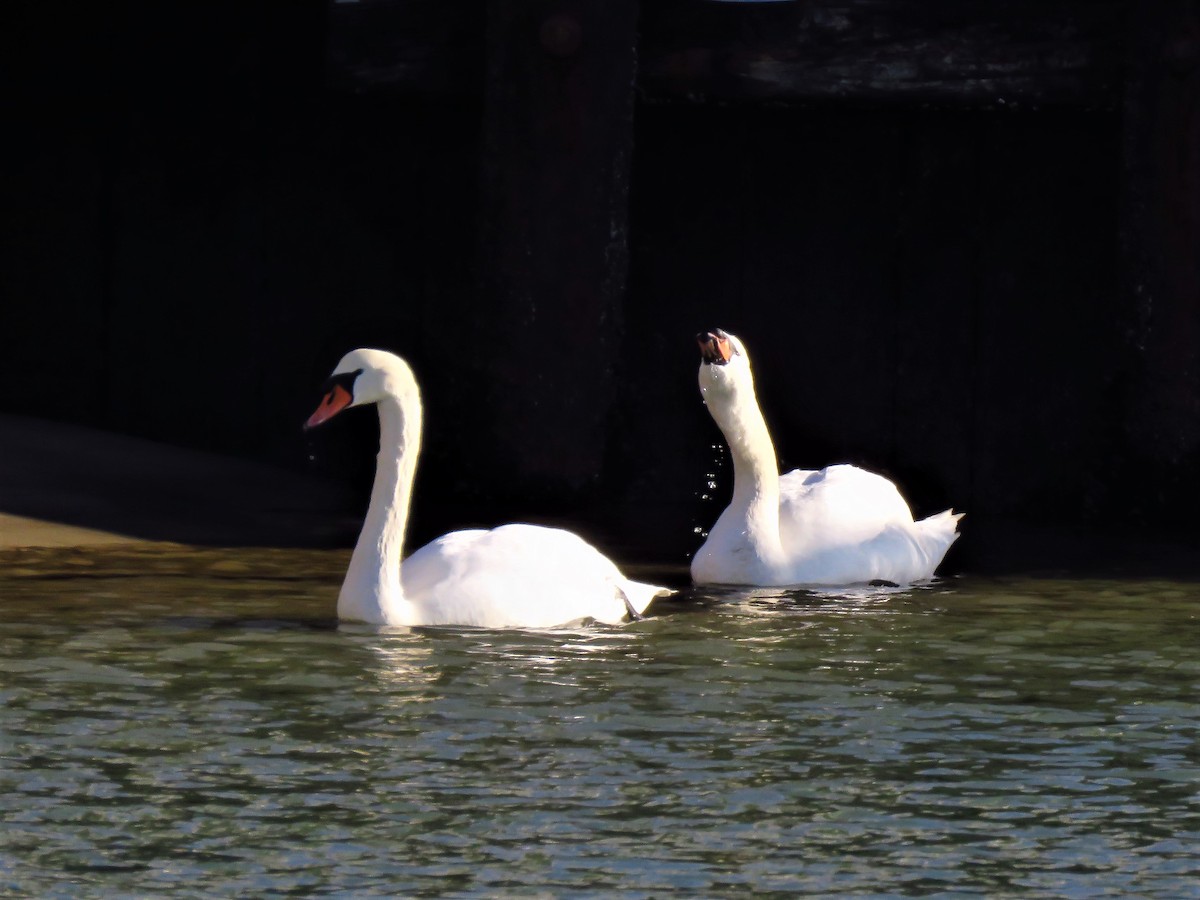 Cygne tuberculé - ML194887521