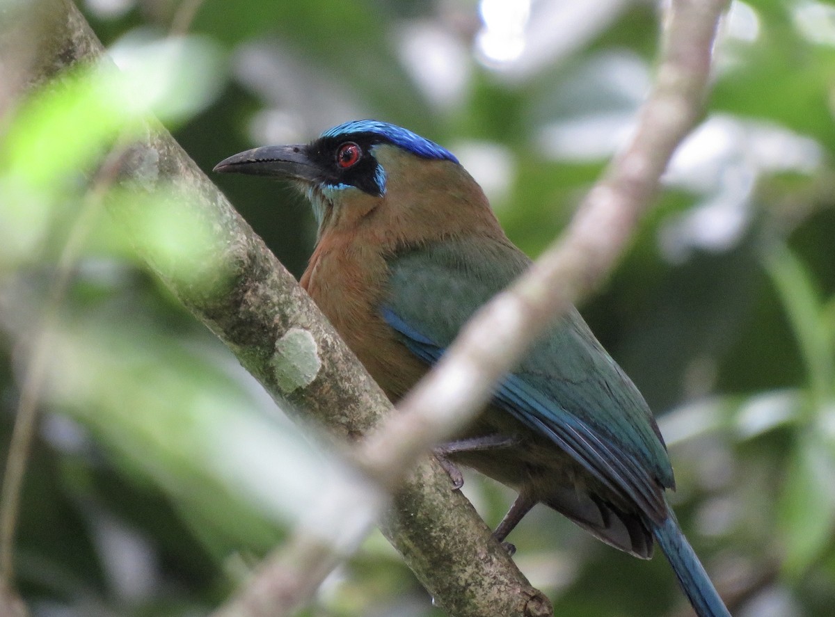 Lesson's Motmot - ML194888411