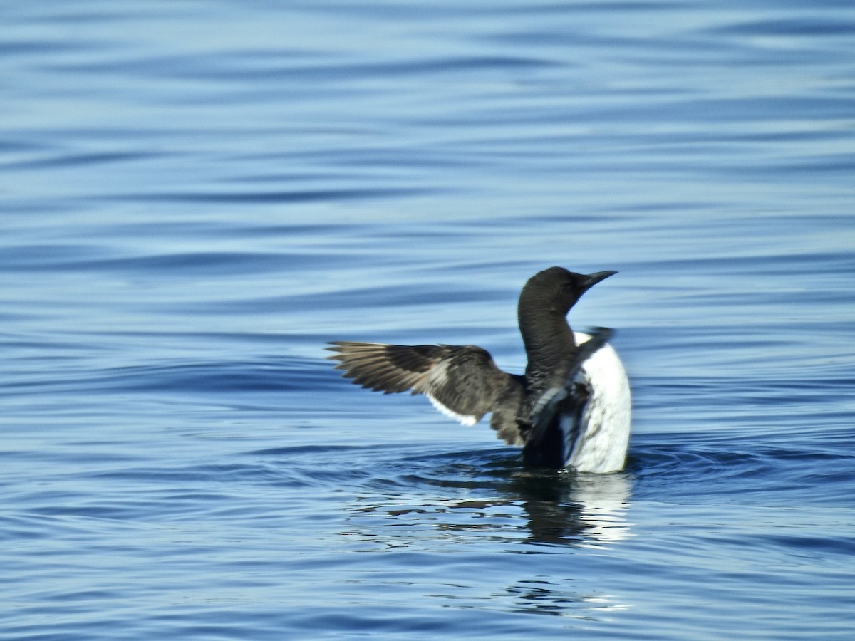 Common Murre - ML194890031