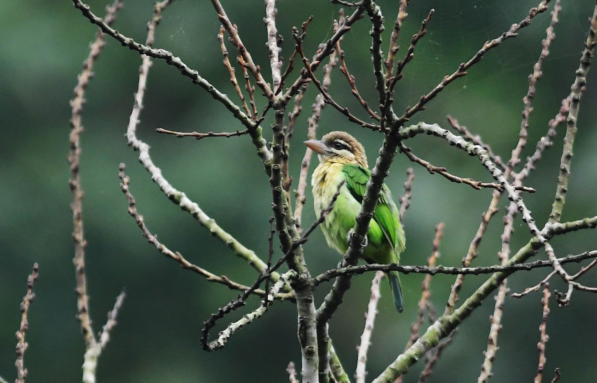 White-cheeked Barbet - Nature Society of Tirupur Tirupur