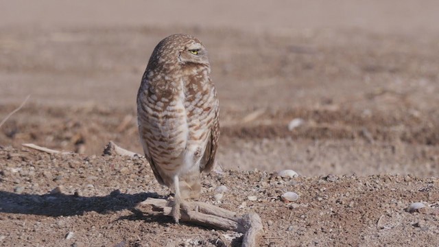 Burrowing Owl - ML194891581