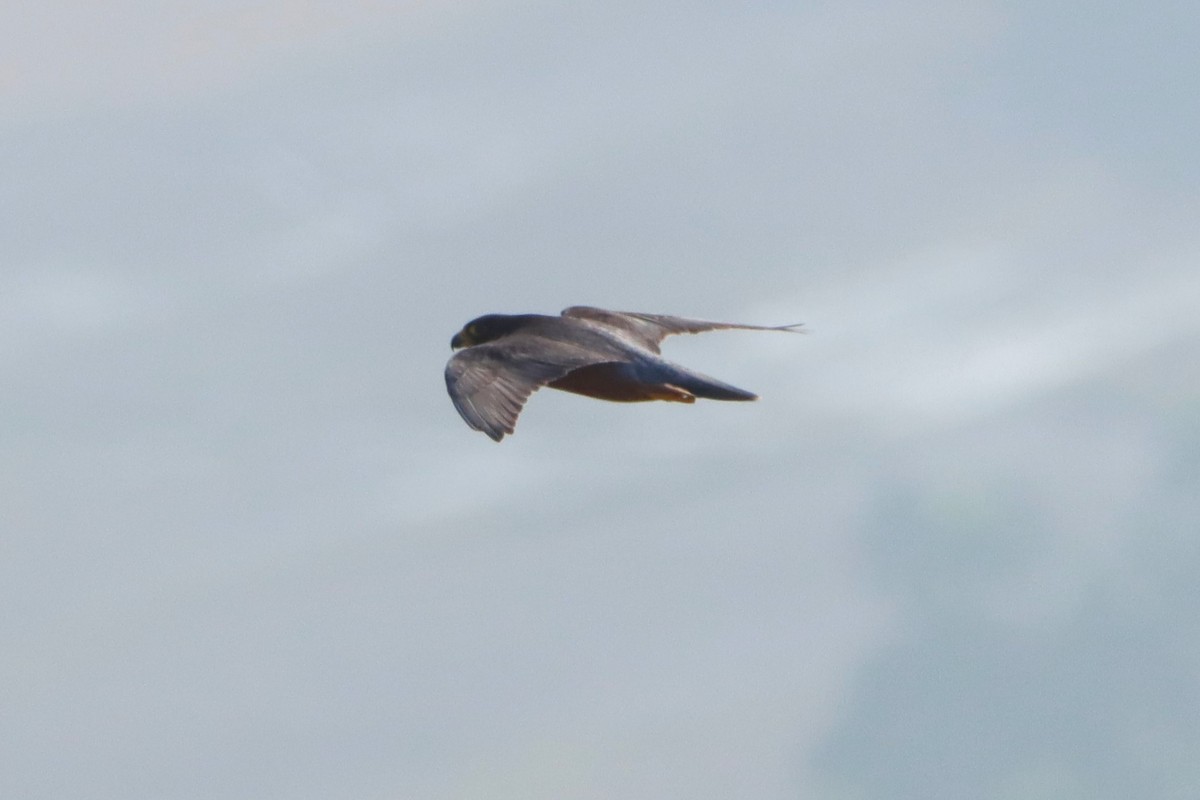 Peregrine Falcon (Shaheen) - ML194892181