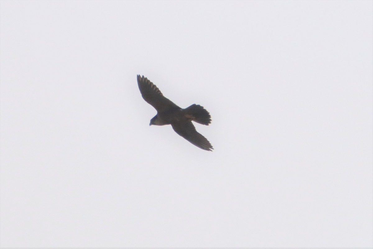 Peregrine Falcon (Shaheen) - ML194892191